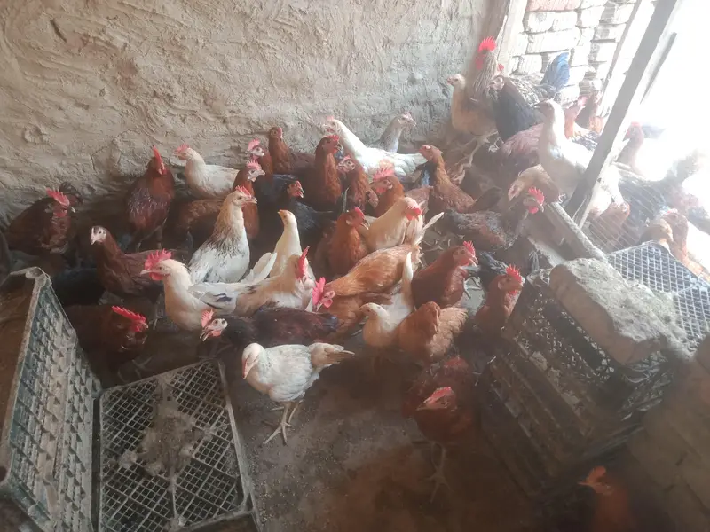 Golden misri murgha for sale 1100 pr kg — photo 4