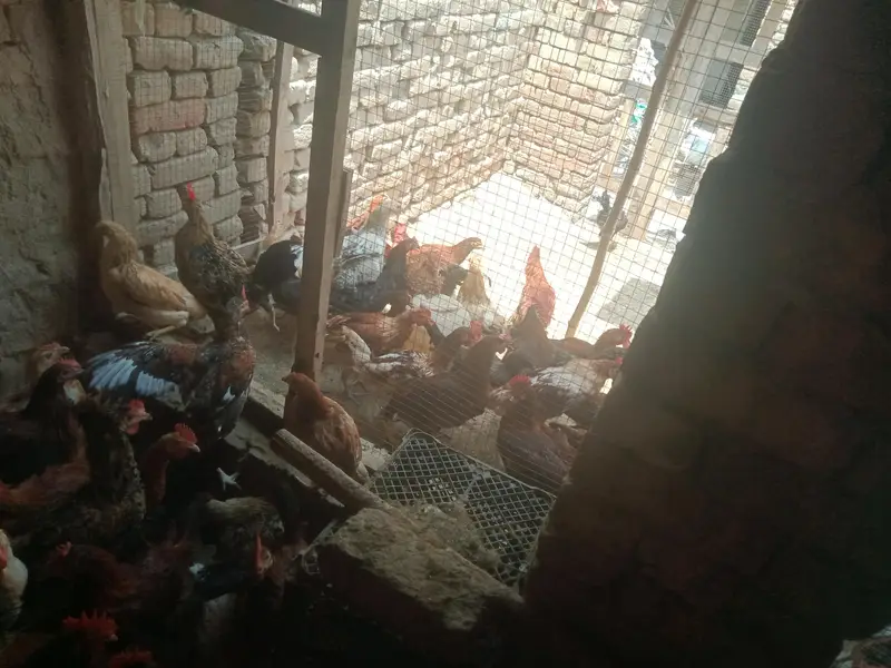 Golden misri murgha for sale 1100 pr kg — photo 6
