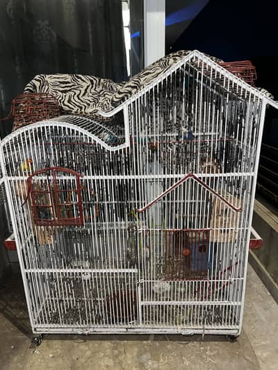  Title:  Large Lovebird Cage with 7–8 Lovebirds Complete Setup