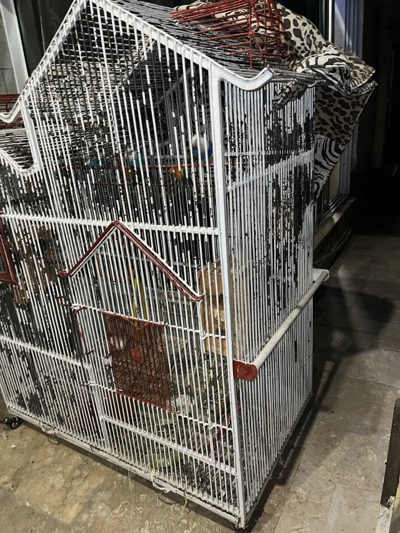  Title:  Large Lovebird Cage with 7–8 Lovebirds Complete Setup — photo 2