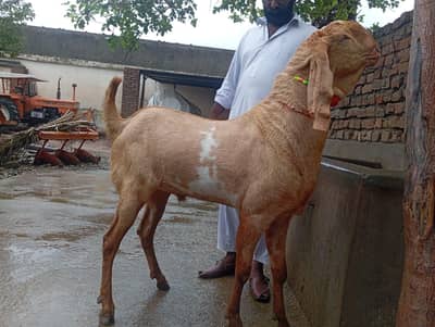 Breeder Bakra