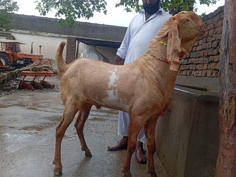 Breeder Bakra 0