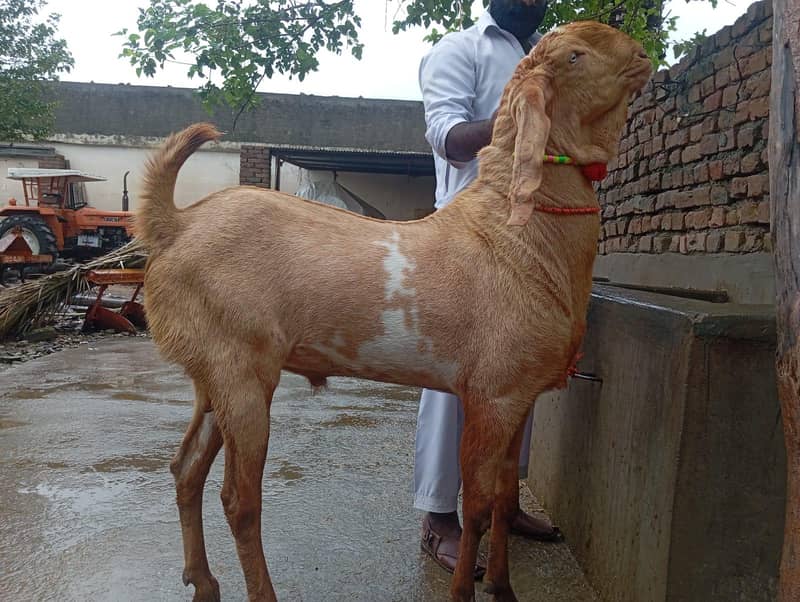 Breeder Bakra 1