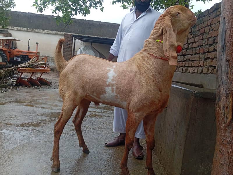 Breeder Bakra 2