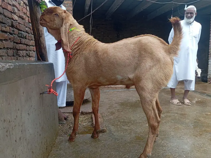 Breeder Bakra — photo 4