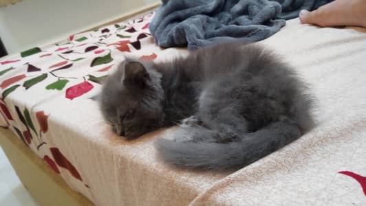 Kitten