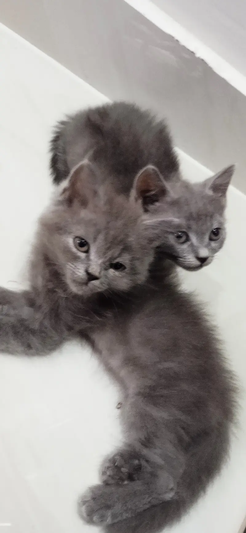 Kitten — photo 2
