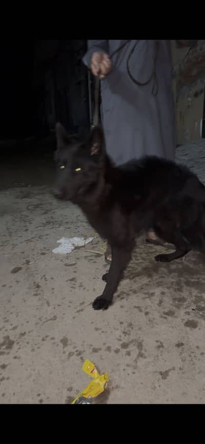 Black German shepherd male long hair