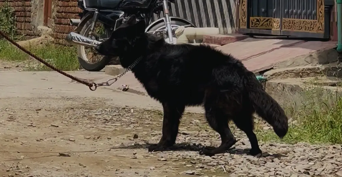 Black German shepherd male long hair — photo 2