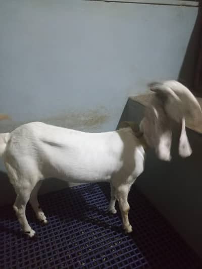 bakri