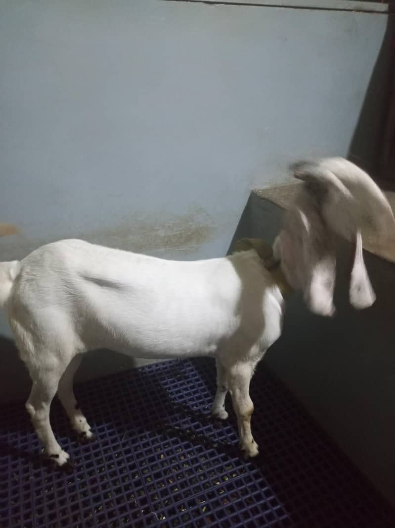 bakri 0