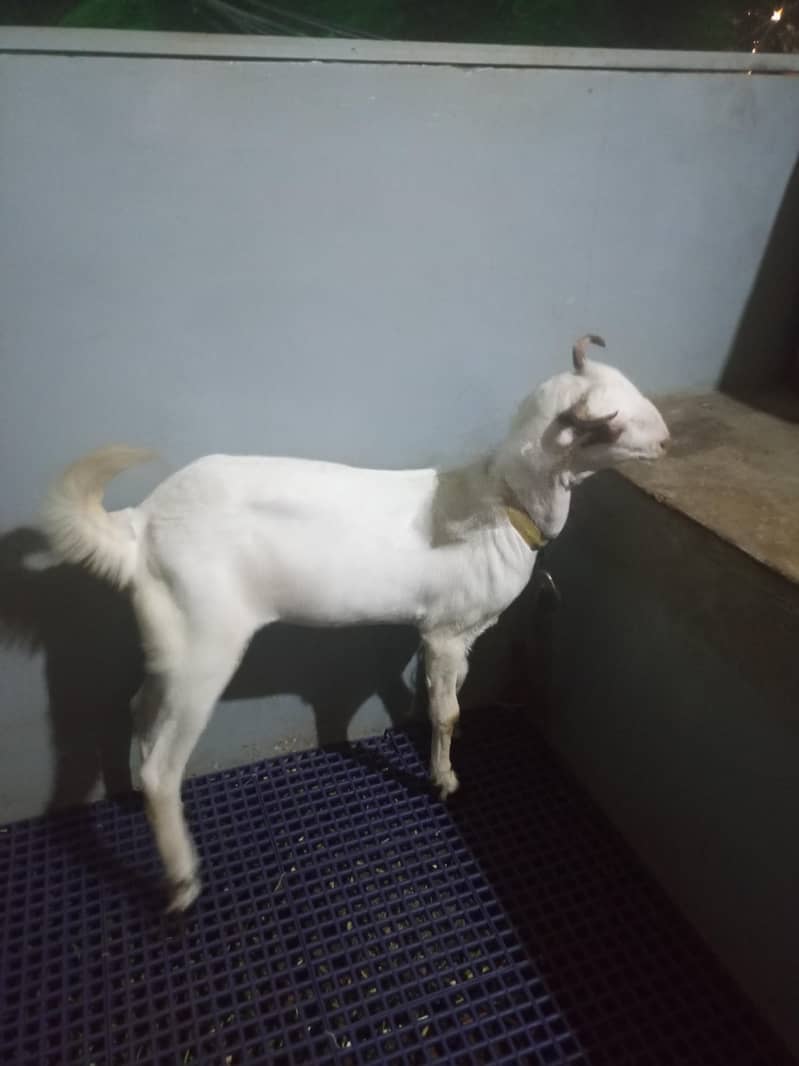 bakri 1