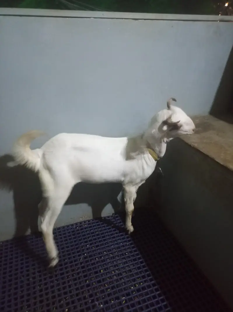 bakri — photo 2