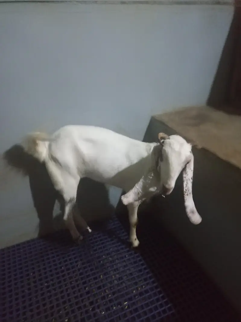 bakri — photo 3