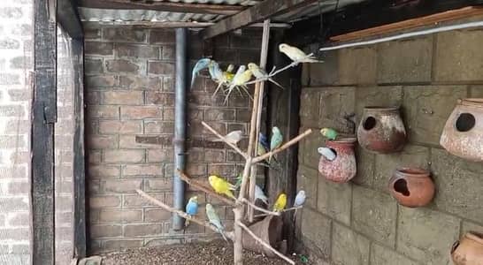 Complete Colony of Australian Parrots, Budgies for sale.