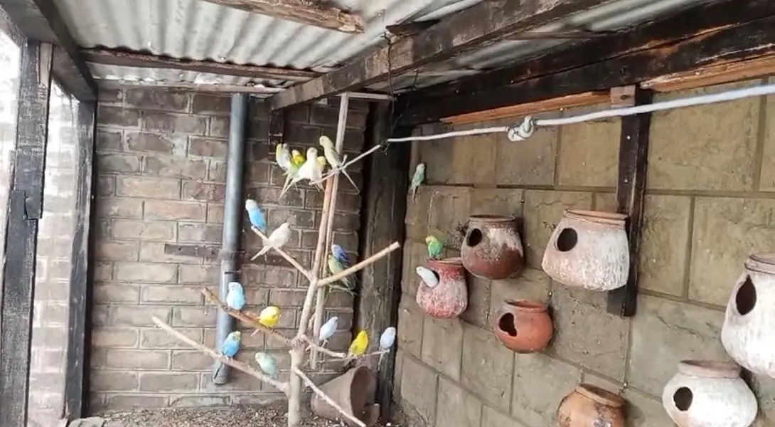 Complete Colony of Australian Parrots, Budgies for sale. — photo 2