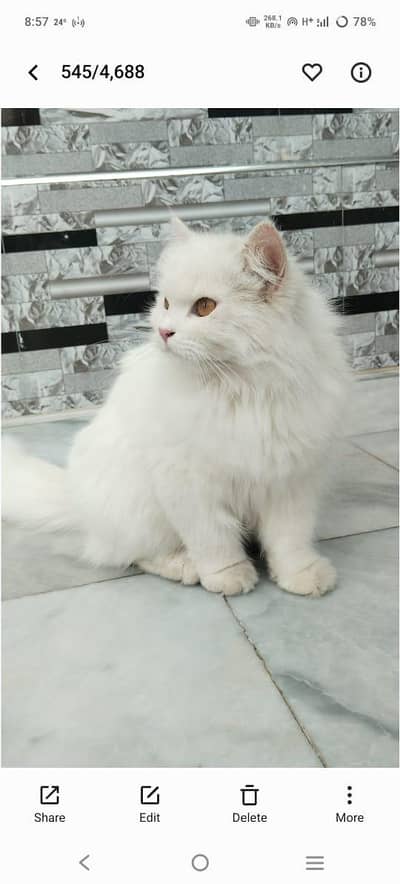 ایک بلی ساتھ  3 عدد بچے