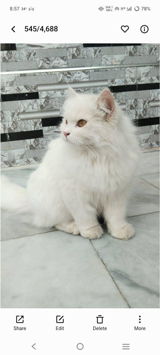 ایک بلی ساتھ  3 عدد بچے 0