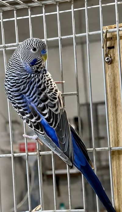 Black face budgie