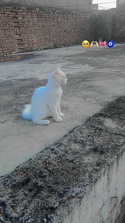 Cat Available for Sale