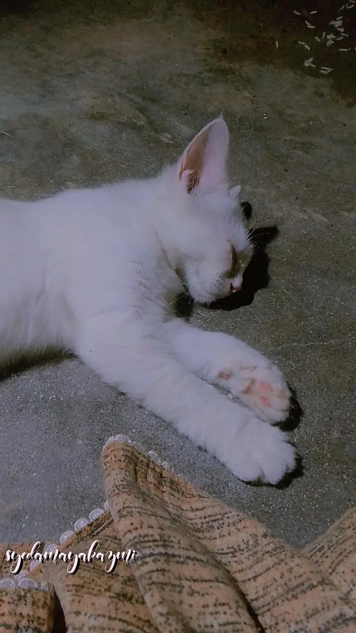 Cat Available for Sale — photo 2