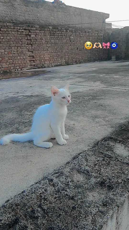 Cat Available for Sale — photo 3