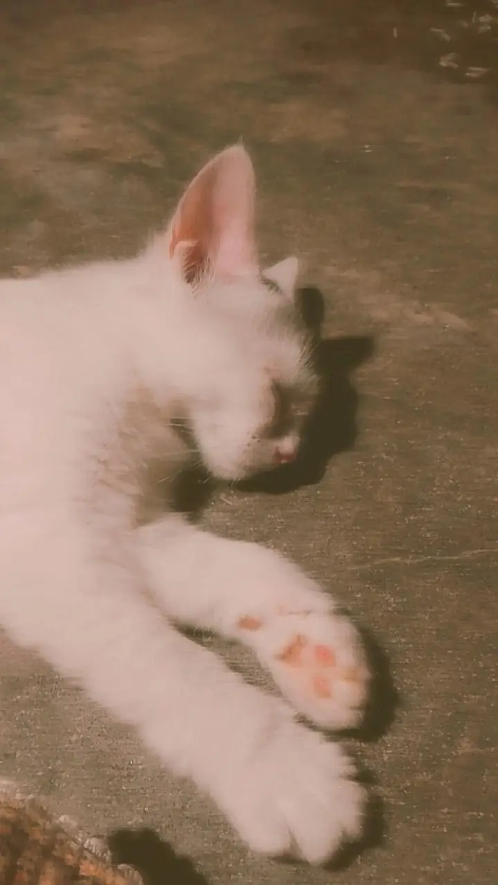 Cat Available for Sale — photo 4