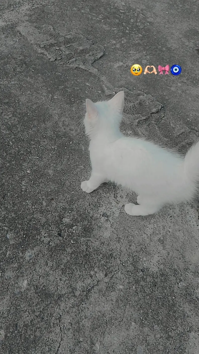 Cat Available for Sale — photo 5
