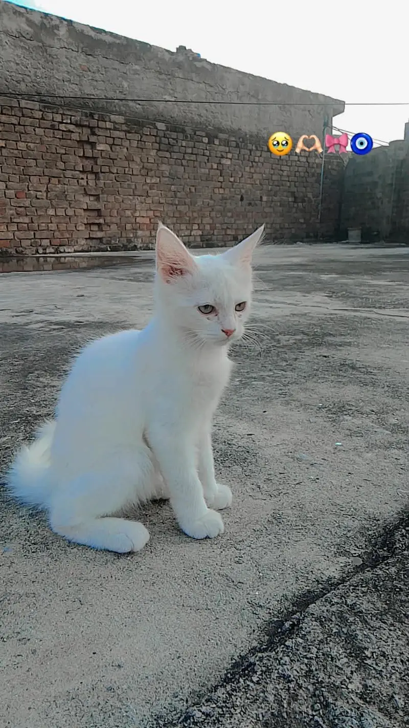 Cat Available for Sale — photo 6