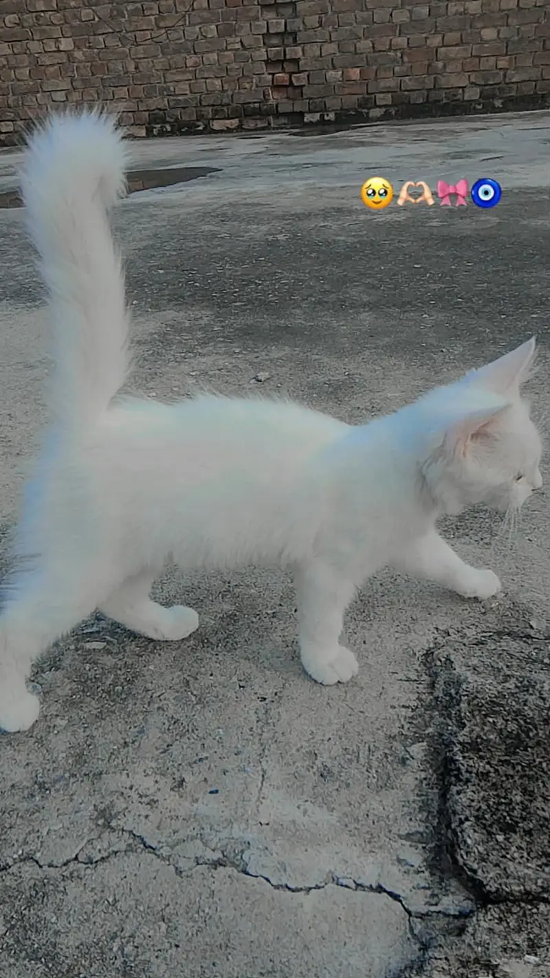 Cat Available for Sale — photo 8