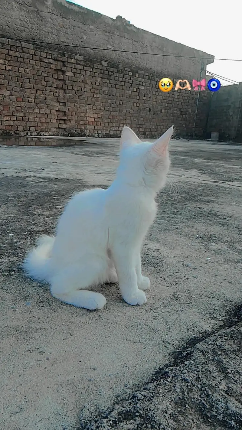 Cat Available for Sale — photo 9