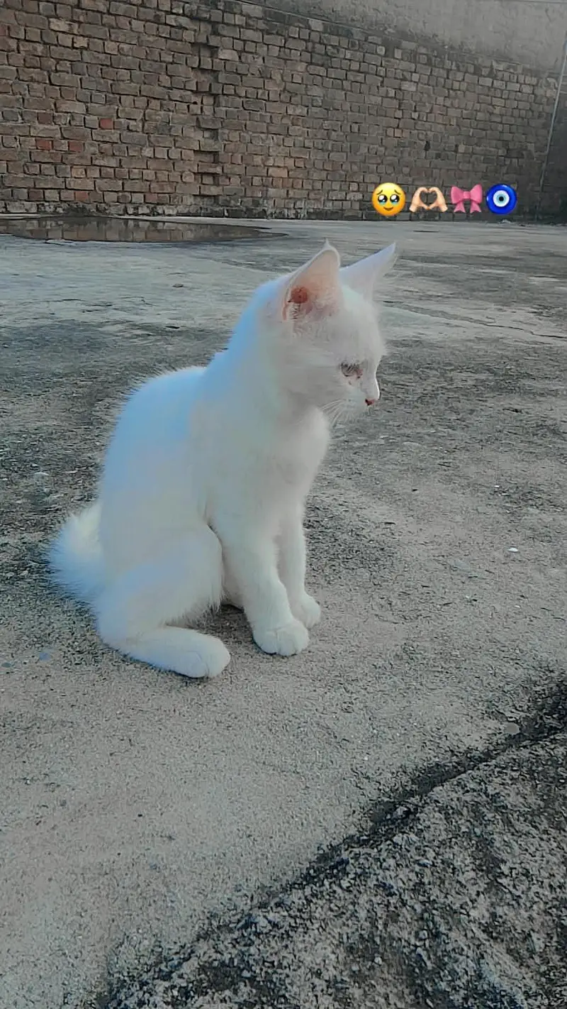 Cat Available for Sale — photo 10