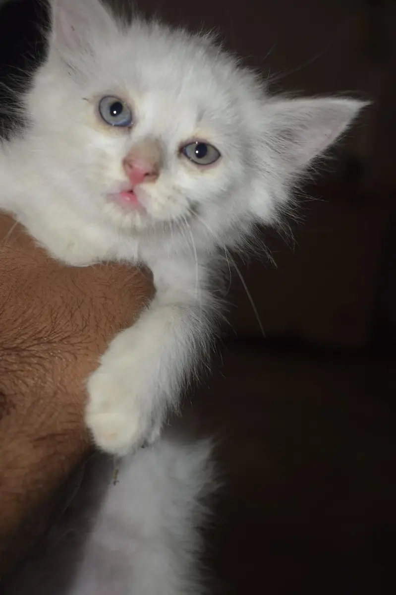 Cat Available for Sale — photo 11
