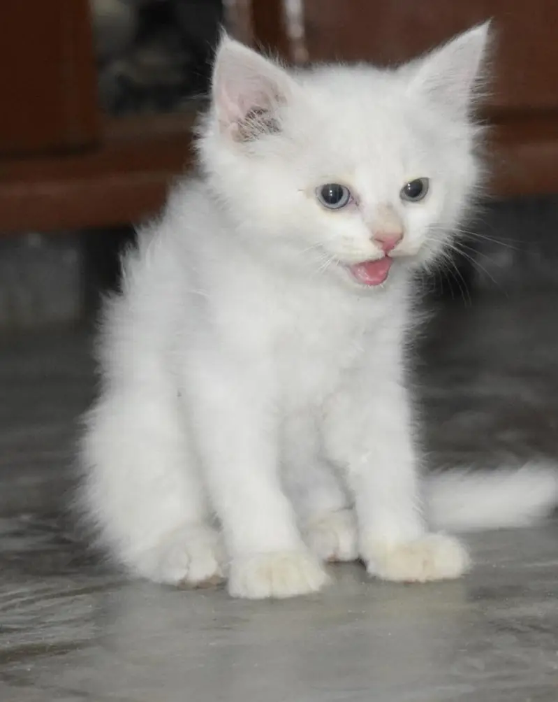 Cat Available for Sale — photo 12