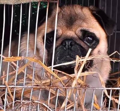 Pug kcp pedgree female