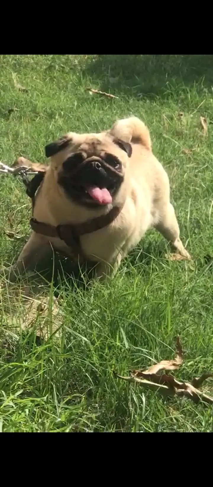 Pug kcp pedgree female — photo 3