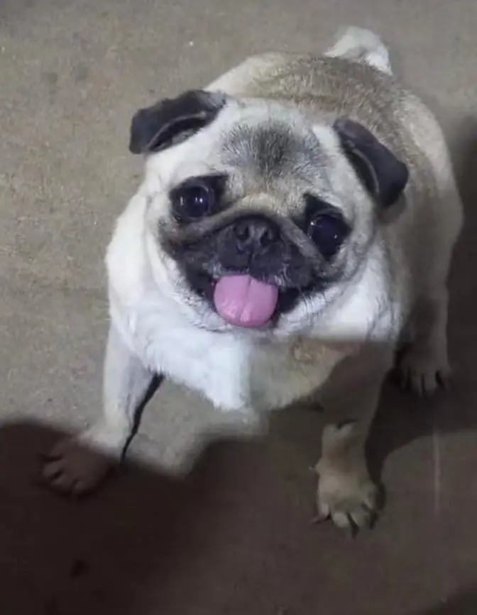 Pug kcp pedgree female — photo 6