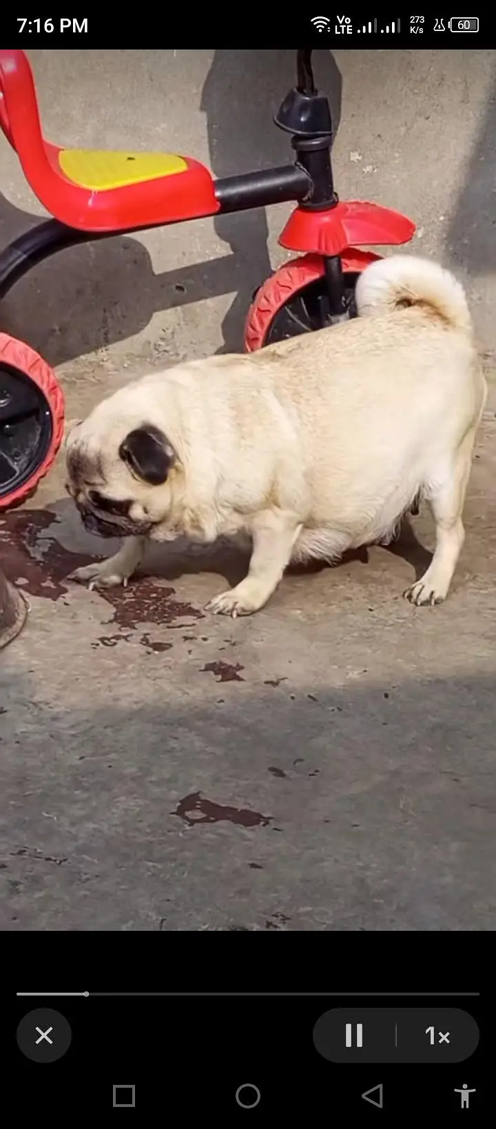 Pug kcp pedgree female — photo 7