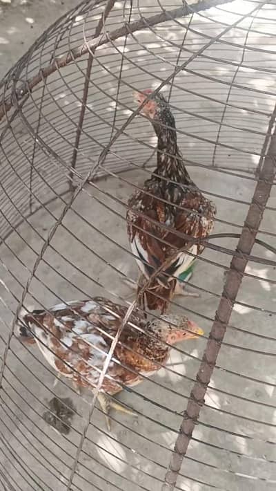 Aseel Murghay Sale – Healthy & Strong Breed