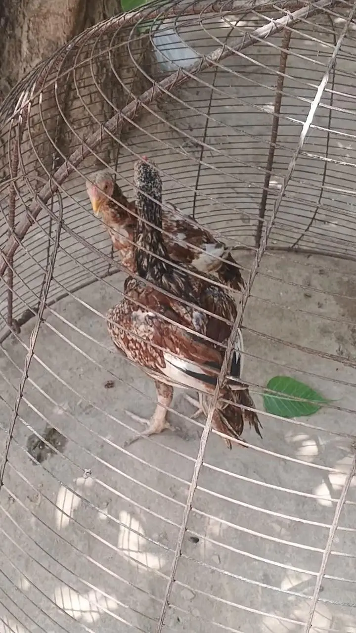 Aseel Murghay Sale – Healthy & Strong Breed — photo 5