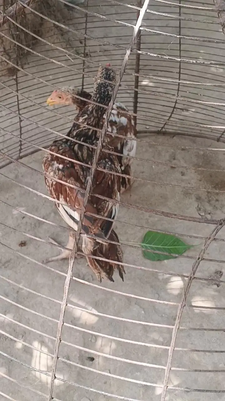 Aseel Murghay Sale – Healthy & Strong Breed — photo 10
