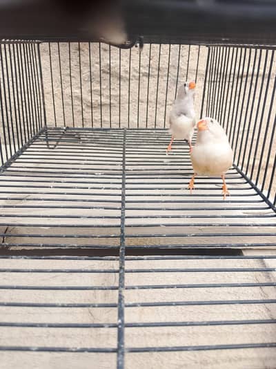 mutation finch