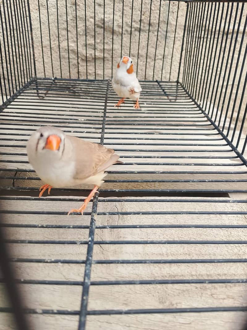 mutation finch 5