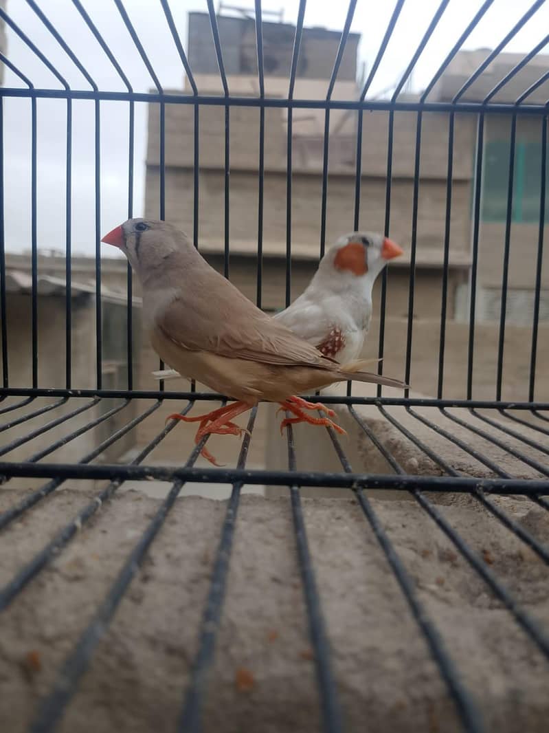 mutation finch 6