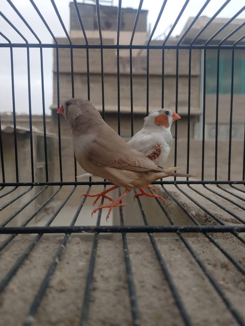 mutation finch 7