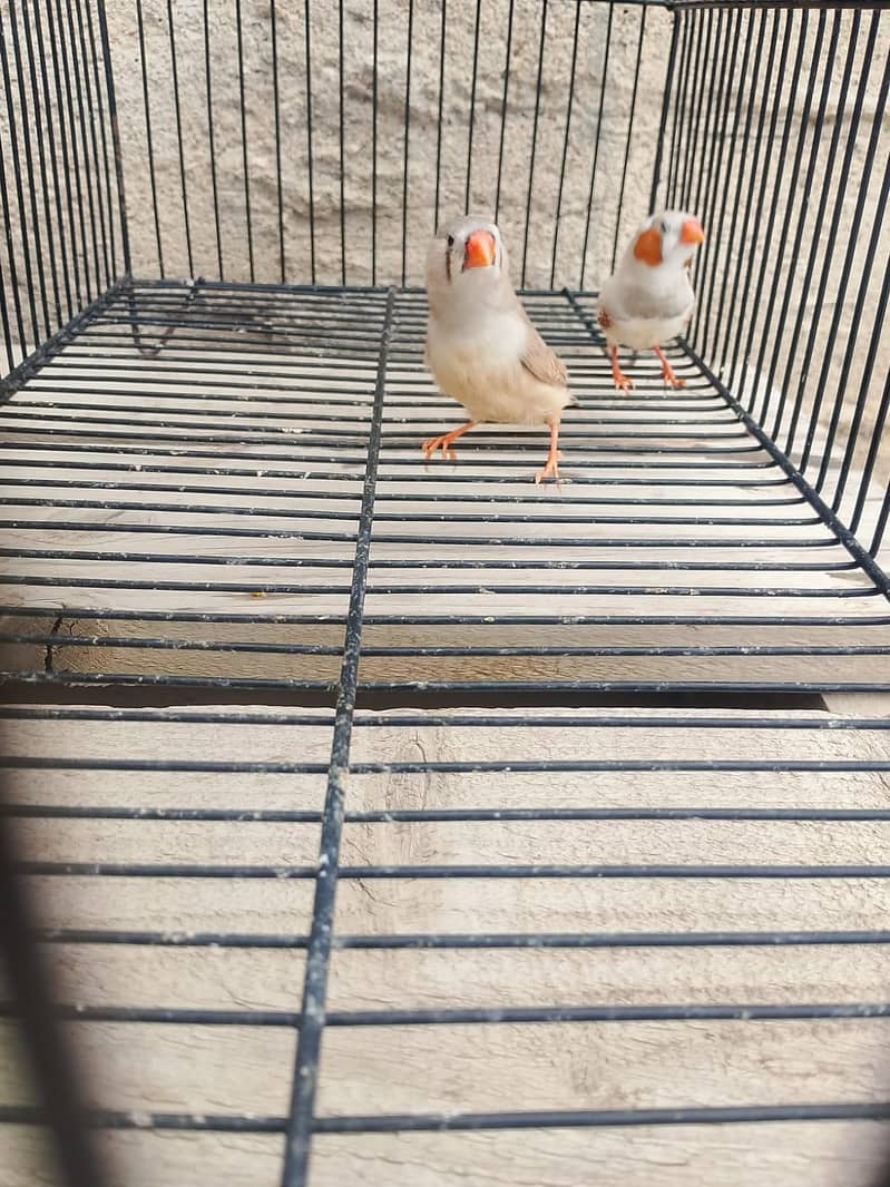 mutation finch 8