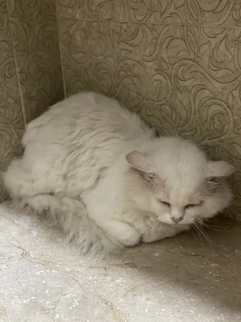 Persian male cat — photo 2