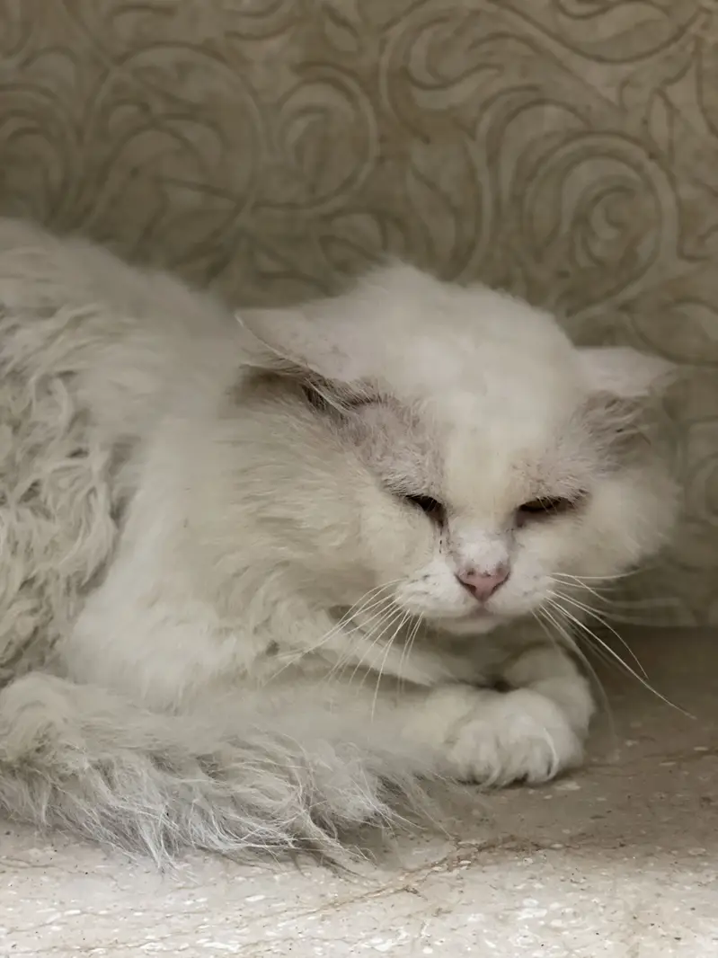 Persian male cat — photo 3