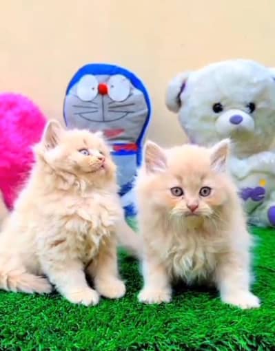 Persian kitten triple cot. for. . sale my WhatsApp03464290927
