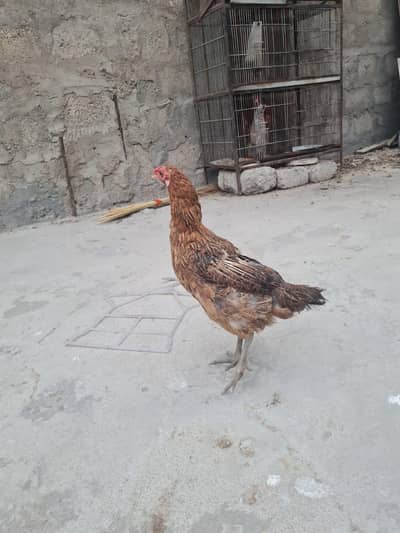 asel male female hens 1 male and 2femal 1 kid for sale03162274028
